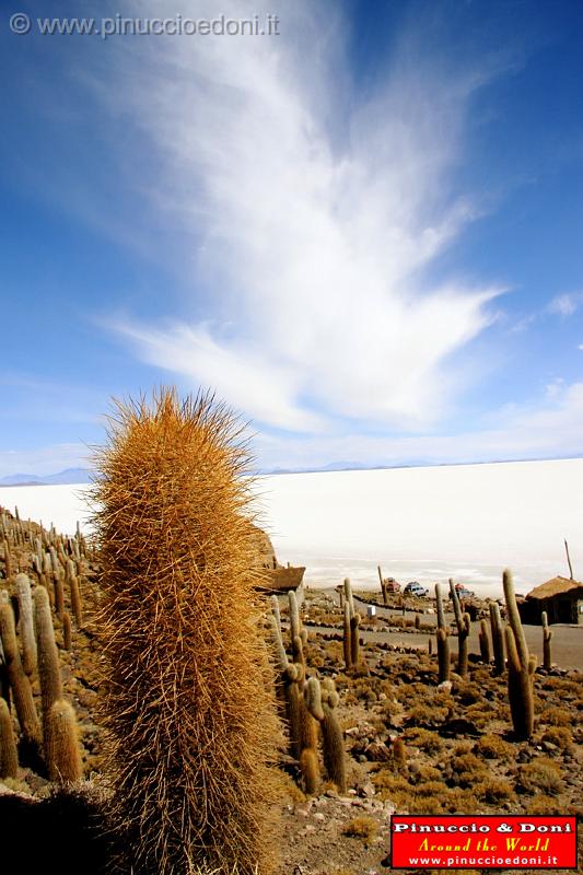 BOLIVIA 2 - Isla Incahuasi - 06.jpg